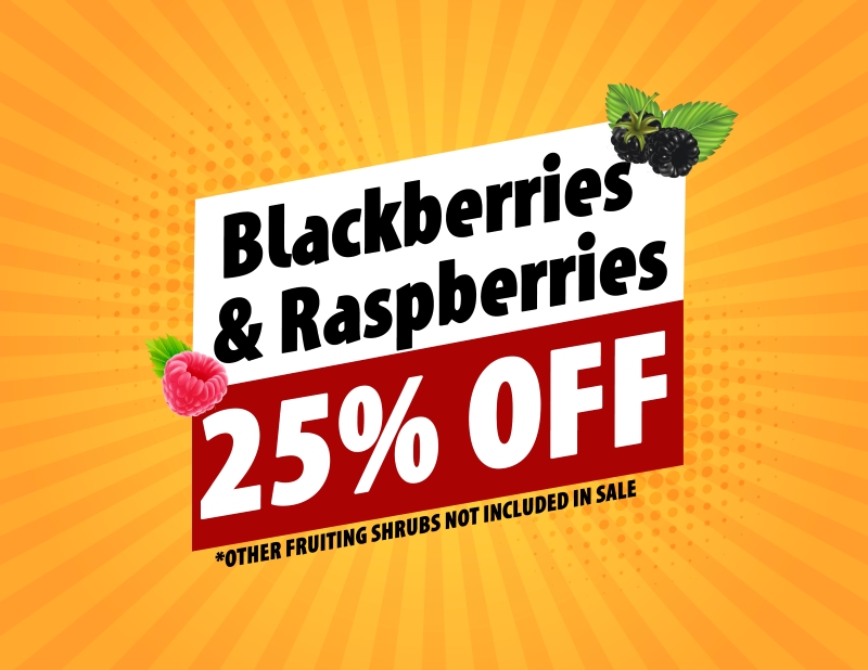 Blackberries & Raspberries Sale