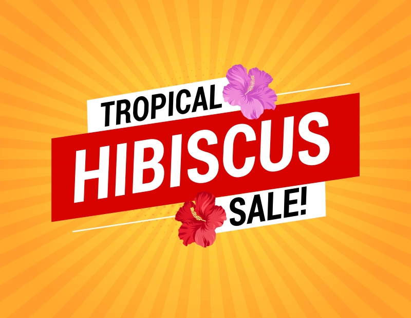 60% Off Tropical Hibiscus